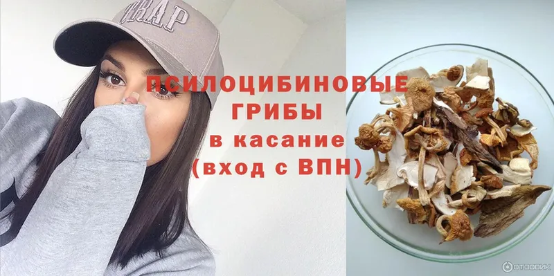 kraken рабочий сайт  купить закладку  Камбарка  Галлюциногенные грибы Psilocybe 